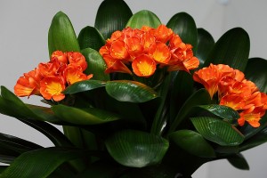 junzilan